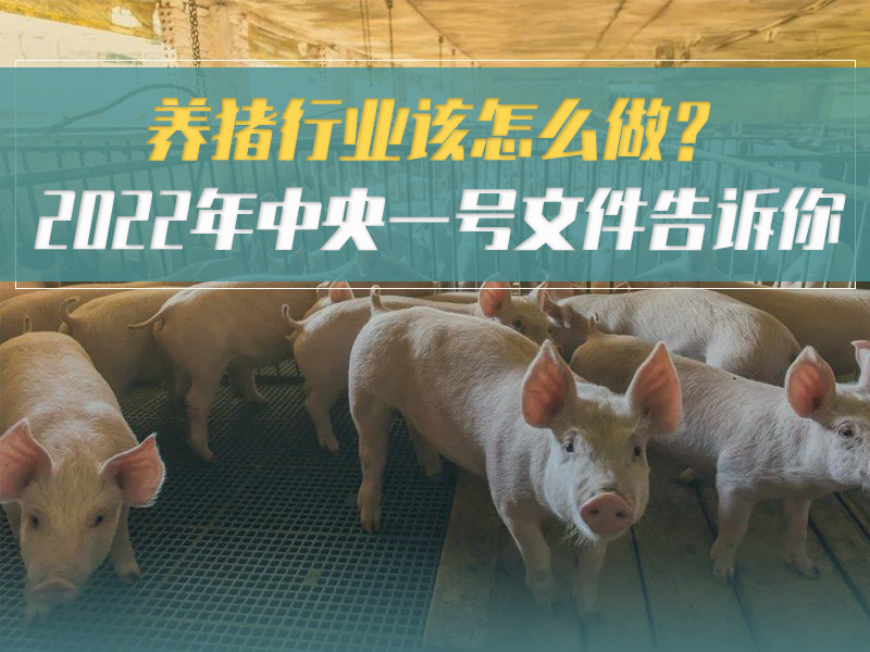 如何稳定生猪生产？2022年中央一号文件指明方向