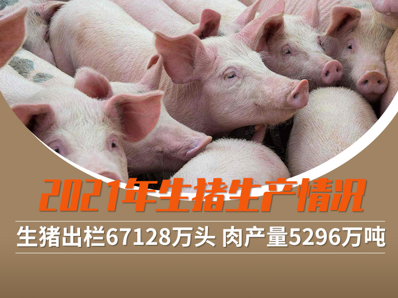 2021年生猪出栏67128万头 比上年增长27.4%