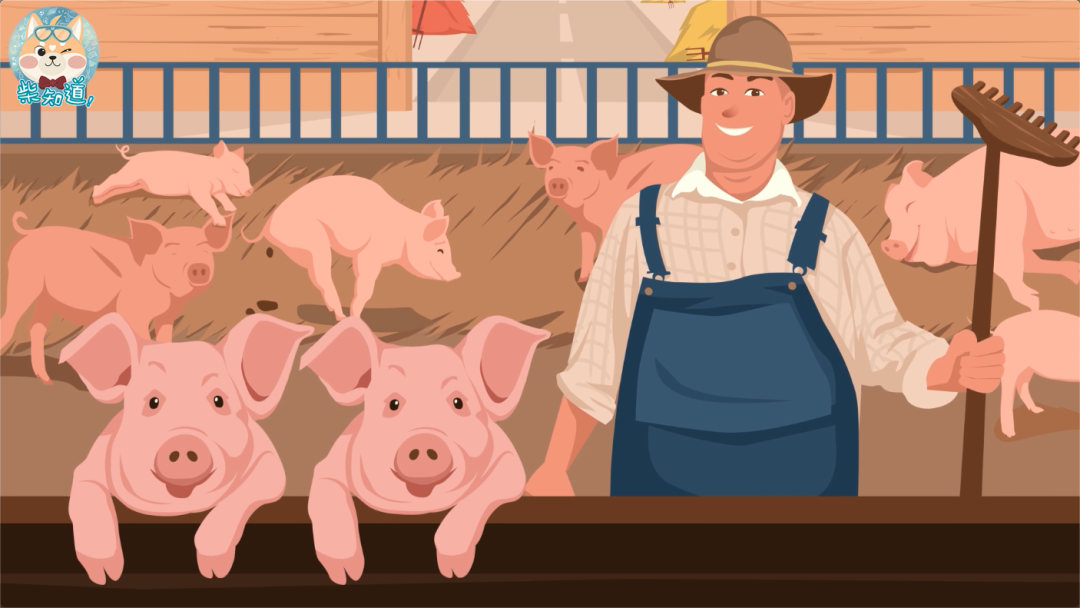 猪肉价格为什么反复横跳？为啥不提前预测大赚一笔？
