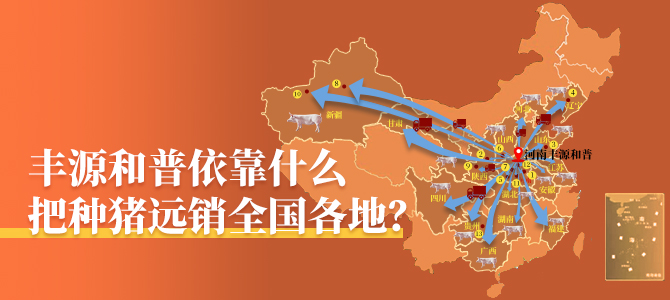 丰源和普依靠什么把种猪远销全国各地？