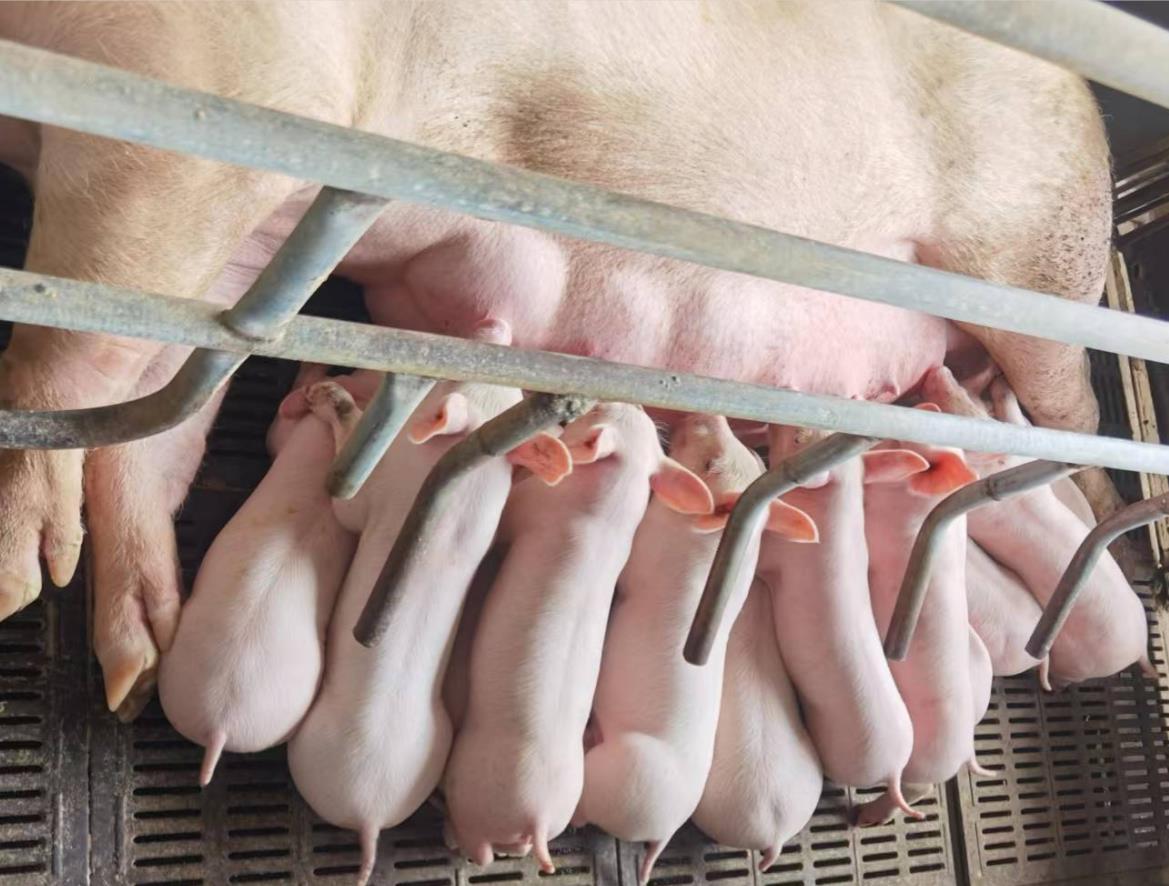 嘉吉动物营养如何帮助高产母猪做到PSY32+？
