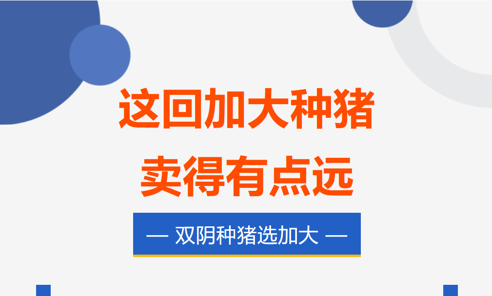 这回加大种猪卖得有点远 