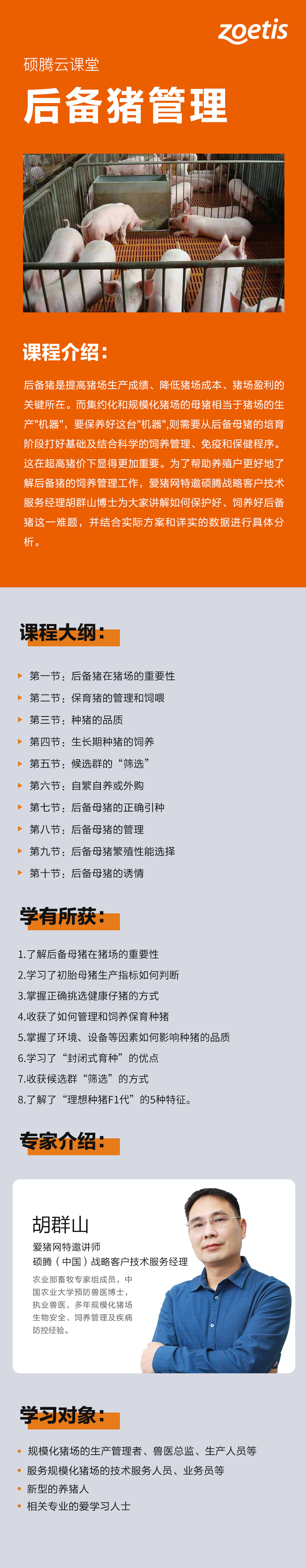 后备猪.jpg